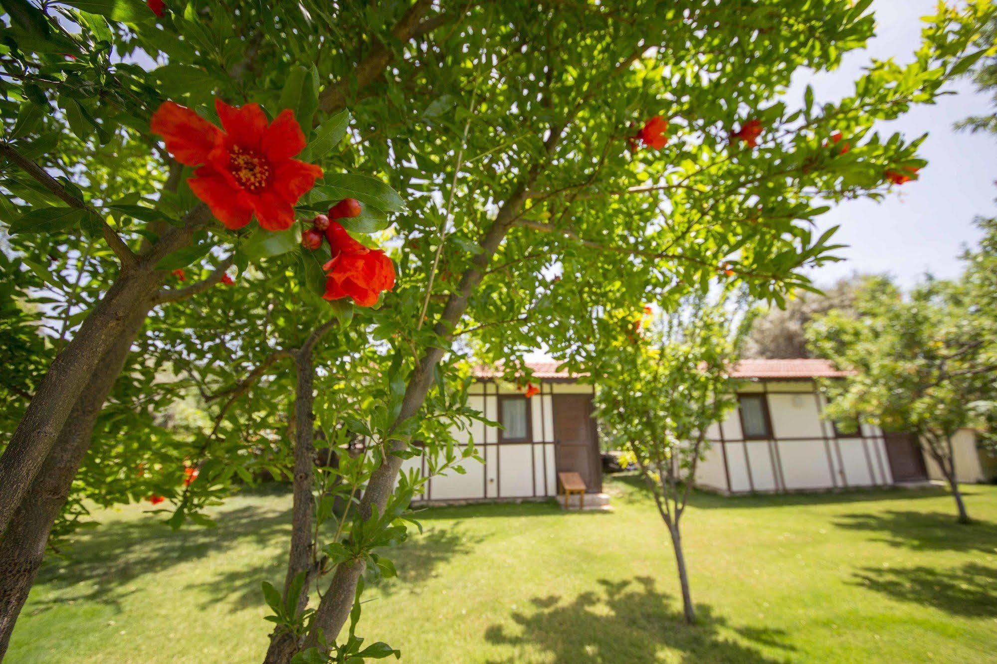 Bal Badem Bungalow Datça Buitenkant foto